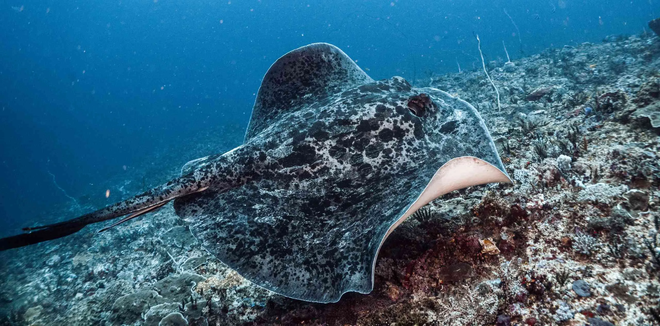 Speciality Header Banner