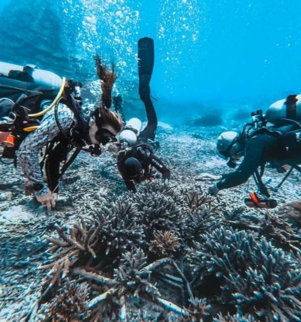 Coral Propagation news 2