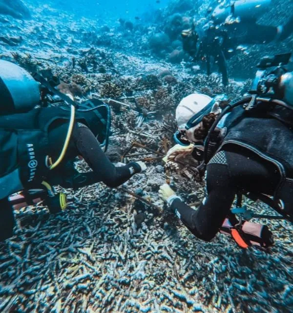Coral Propagation news 3